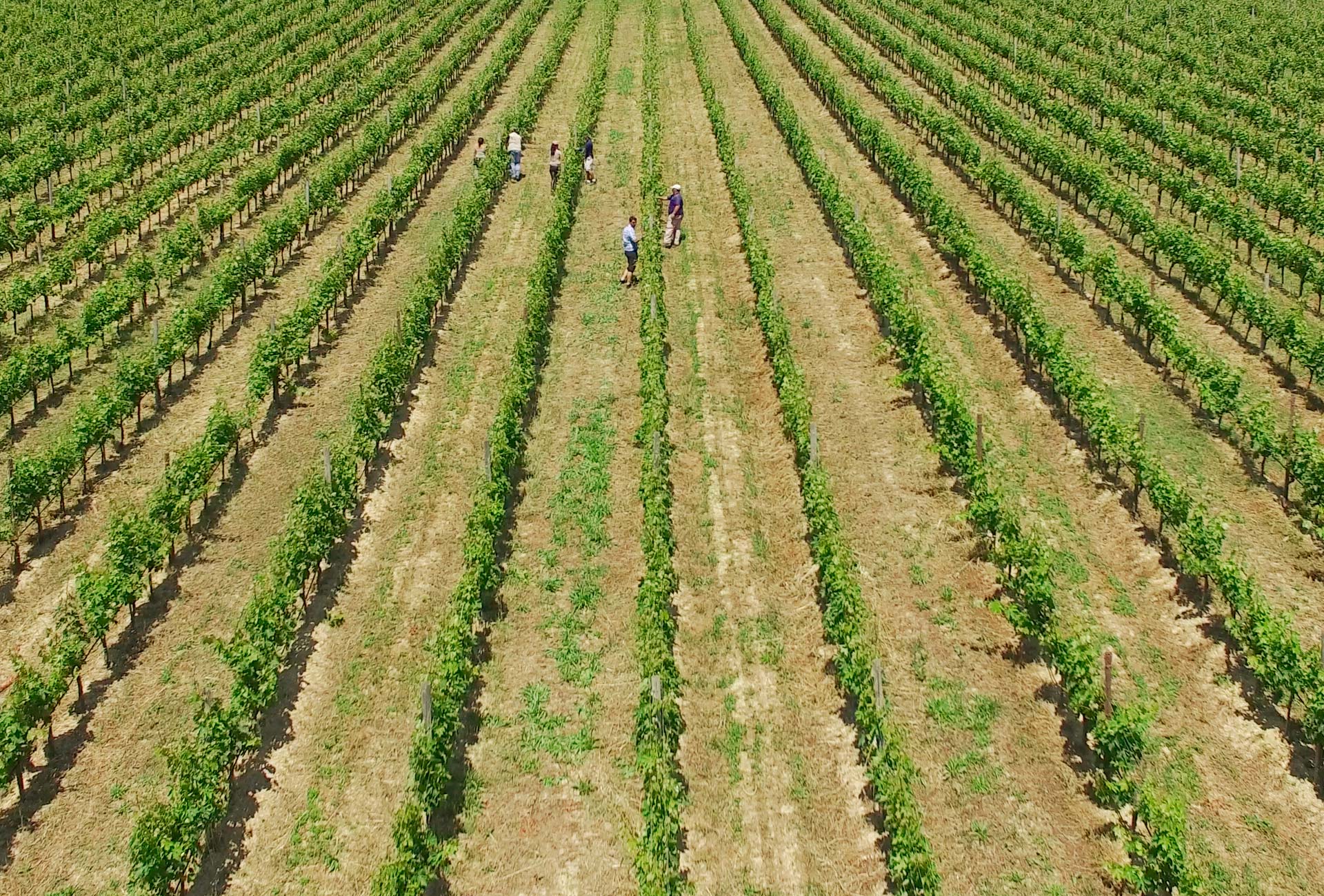 vitigni-tipici-di-Notaresco-terra-del-buon-vino-